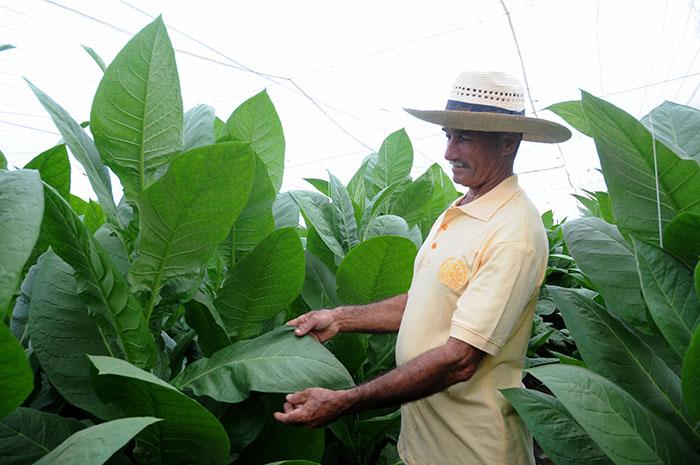Com orgulho Pancho Lazo mostra as finas e vigorosas folhas de charuto da sua plantação, prontas para a colheita. As plantas ultrapassam a estatura deste experiente camponês, quem tem dedicado mais de duas décadas a esta cultura.