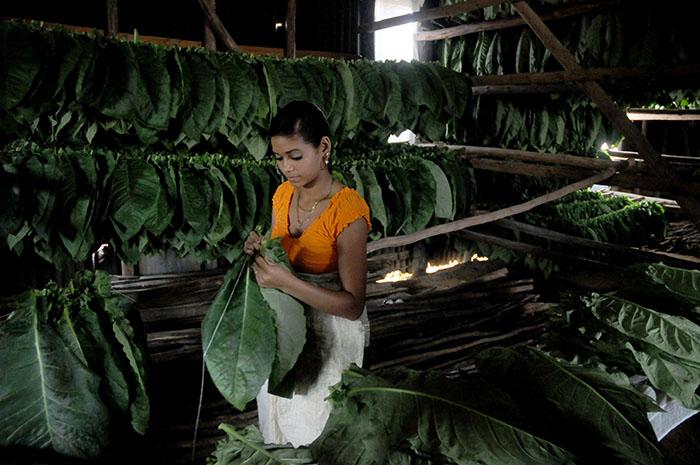 Uma das primeiras tarefas que se deve realizar é espetar e unir as folhas com grandes agulhas e ser colocadas em compridos varais de madeira, de uns quatro ou cinco metros, chamados cujes (varas). Estas varas são subidas em umas vigas horizontais chamadas barrederas, onde se apoiam em seus extremos. Em cada jornada se completam, geralmente, uns 100 cujes.