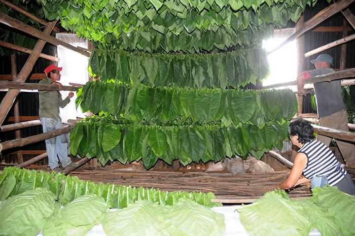 No galpão do fumo de Pancho Lazo nada se deixa ao azar, os trabalhadores devem zelar pela umidade, a temperatura e as chuvas. Segundo variem estes fatores, abrem e fecham as portas. 