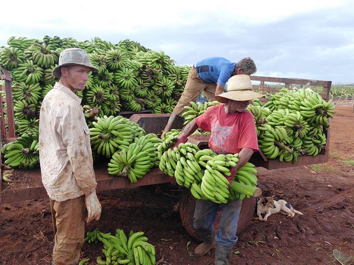 Em Quemado de Guines, em Villa Clara, recolhe-se toda a banana que possa ser aproveitada pela população.