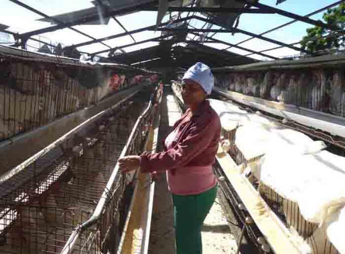 Praticamente sem telhado, continuou o atendimento às aves nos aviários de Camaguey.