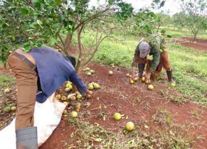 Um número considerável da laranjas caídas em Serra de Cubitas foi enviado às usinas processadoras ou outros destinos para sua comercialização.