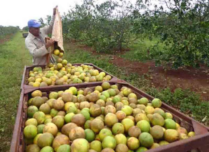 Um número considerável da laranjas caídas em Serra de Cubitas foi enviado às usinas processadoras ou outros destinos para sua comercialização.