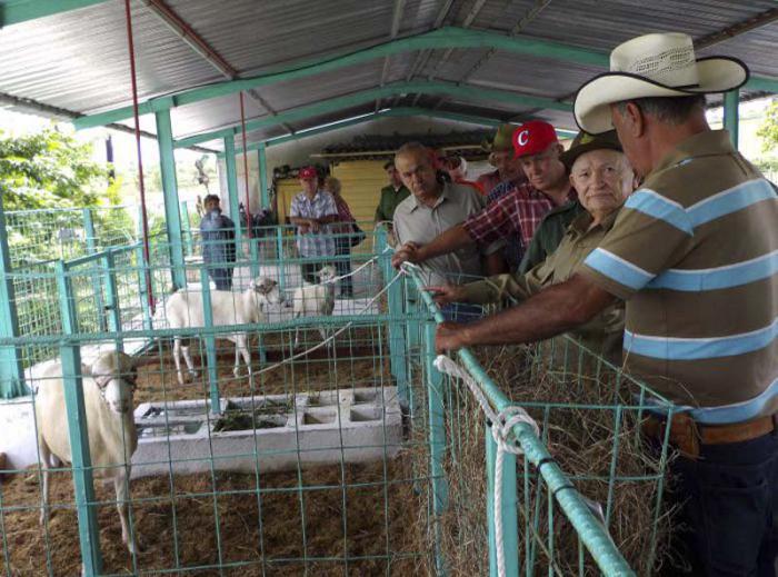 O comandante da Revolução aprecia a qualidade genética dos sementais de um centro de inseminação artificial, na província de Granma.