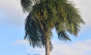 Secretário-geral da ONU critica a inclusão de Cuba na lista dos patrocinadores do terrorismo.