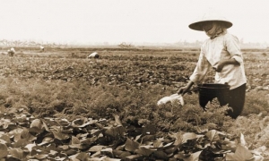 viet